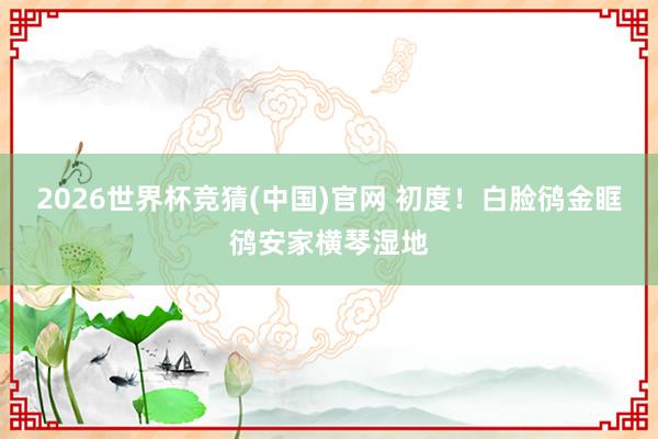 2026世界杯竞猜(中国)官网 初度!白脸鸻金眶鸻安家横琴湿地